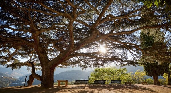 1_qtanoval_e7a54bbc440c48daac5dd65c8b938f09