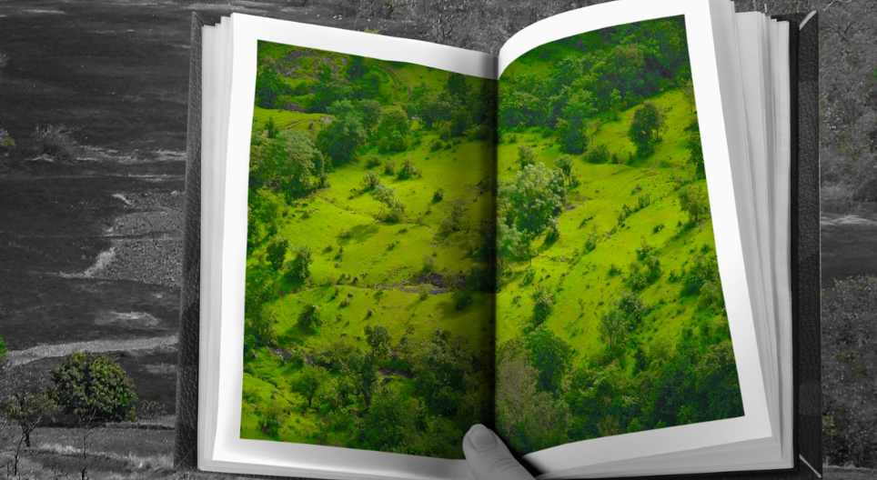 Candidaturas abertas: Restabelecimento do potencial silvícola nas áreas ardidas em 2021 e 2022