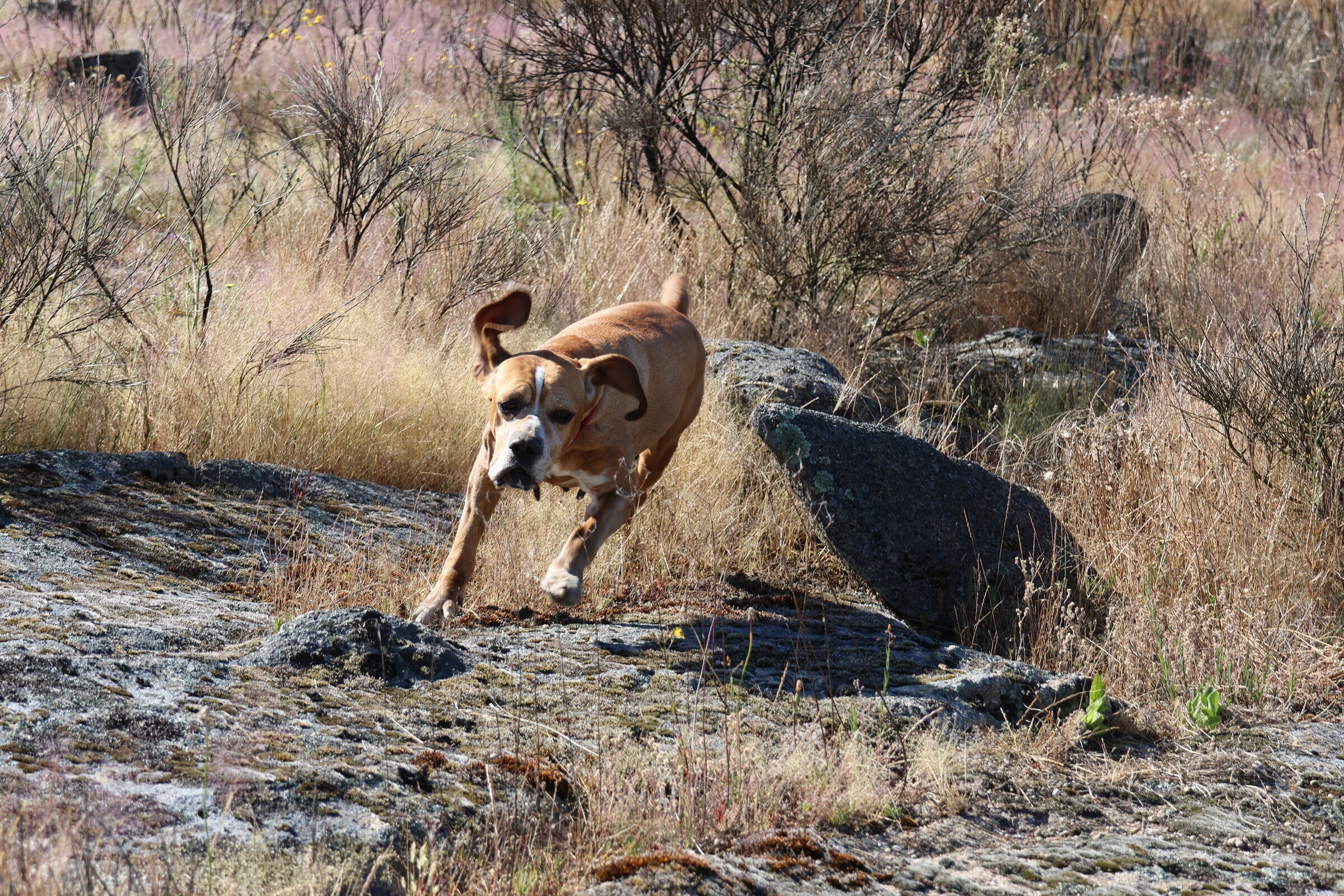 Alicaça promoveu potencial cinegético do Concelho