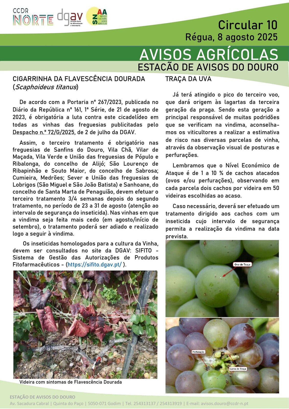 Aviso Agrícola: Cigarrinha da Flavescência Dourada