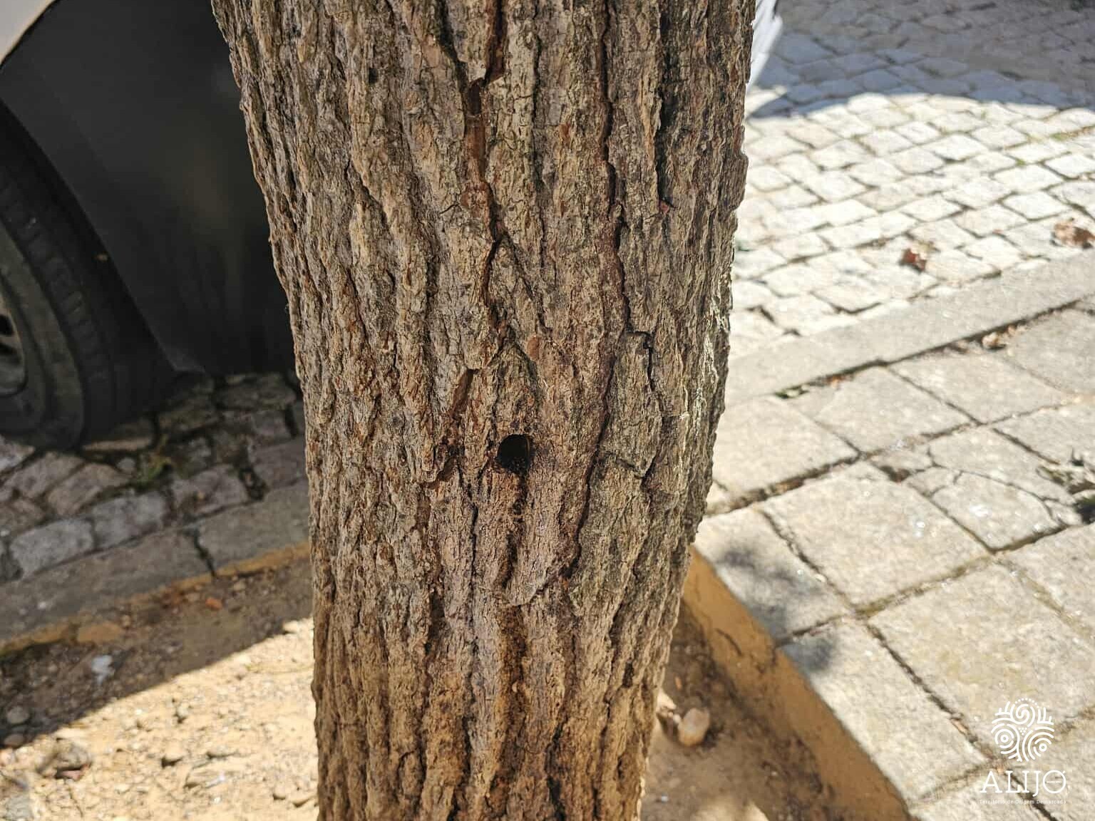 Apelo ao civismo: Destruição do património arbóreo